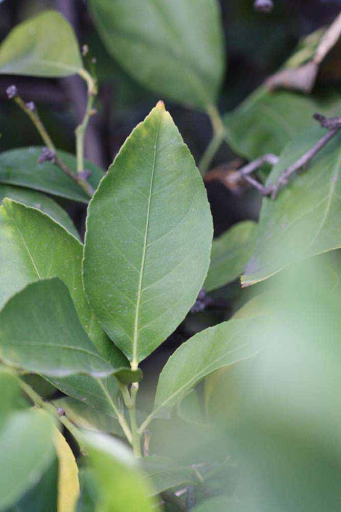            Unifoliolate leaf (Persian SPB-7, Riverside, CA)   
